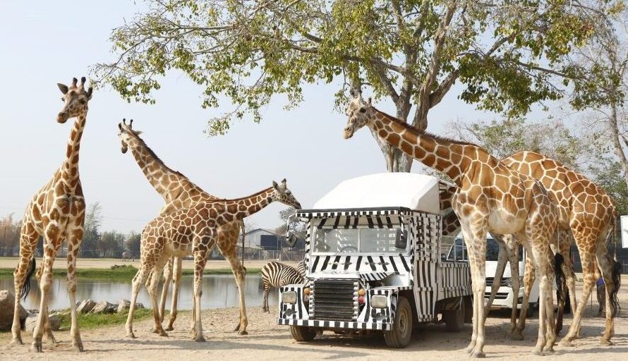 safari-park-